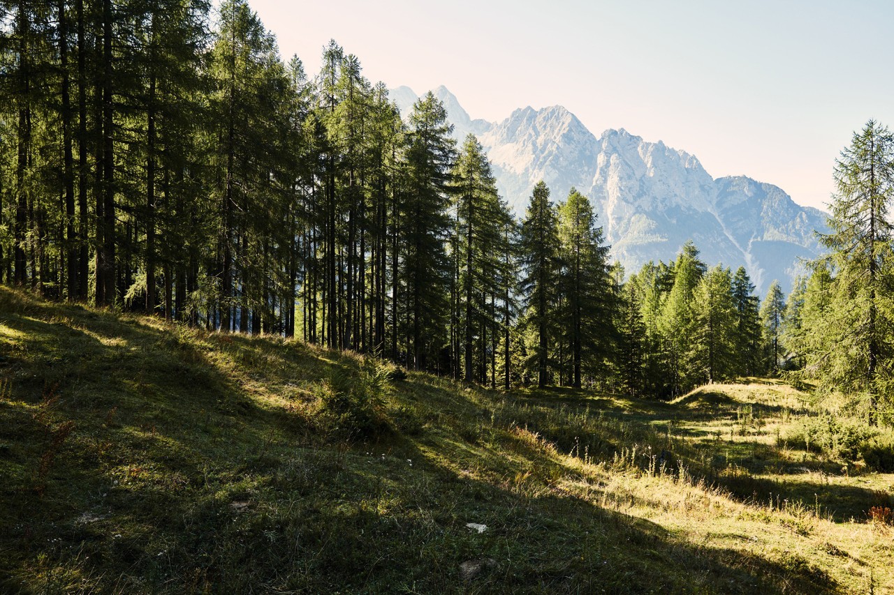 Landscape of forest and mountains